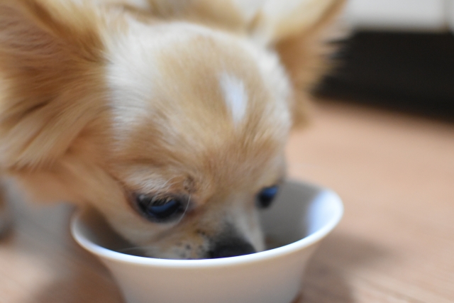 ペットと外食する時は何に気をつければいい?