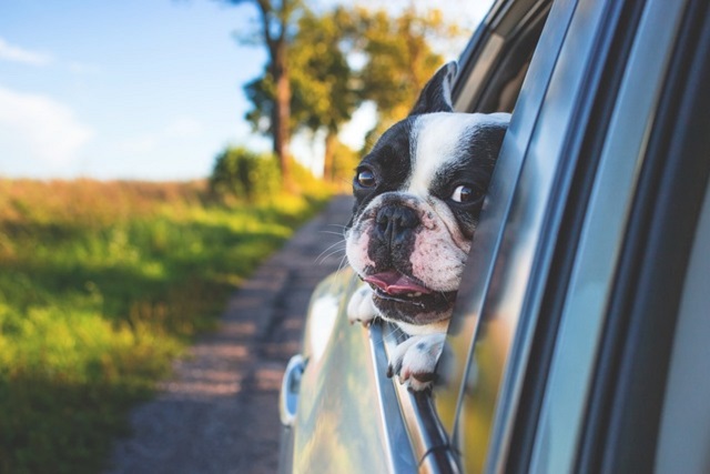ドライブ中ペットが車から顔を出す理由とは？